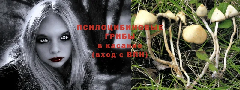 кракен как зайти  где найти   Оленегорск  Псилоцибиновые грибы Psilocybine cubensis 